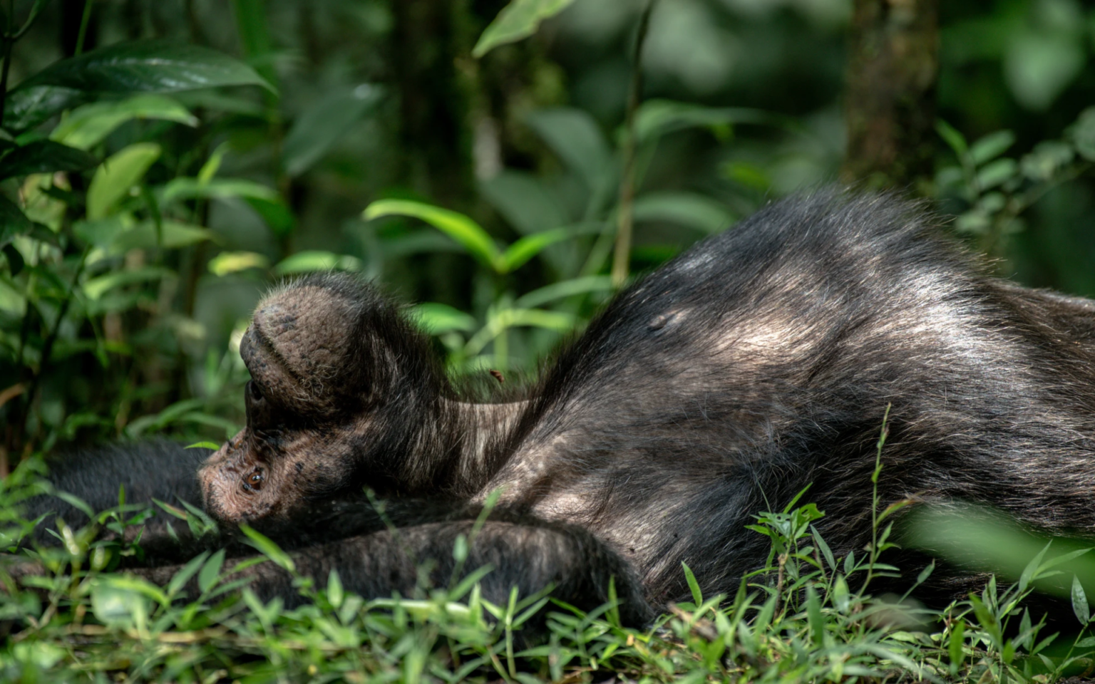 Kibale National Park