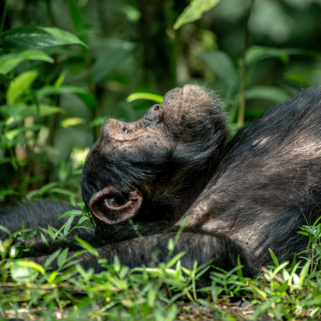 A chimpanzee lying on its back with head tilted among green plants