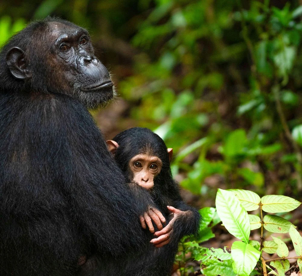 Gombe Stream National Park