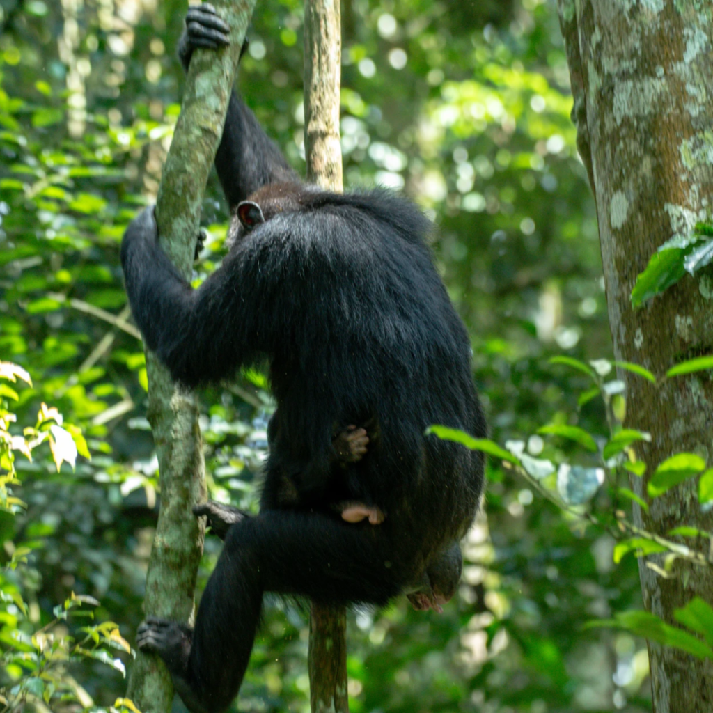A chimpanzee with a small infant climbing down a forest tree