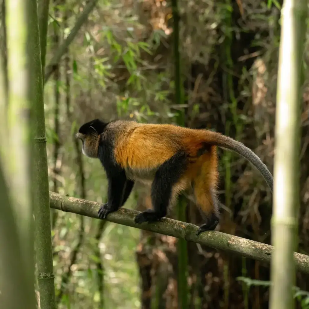 Golden monkey sitting on bamboo in a mountain forest