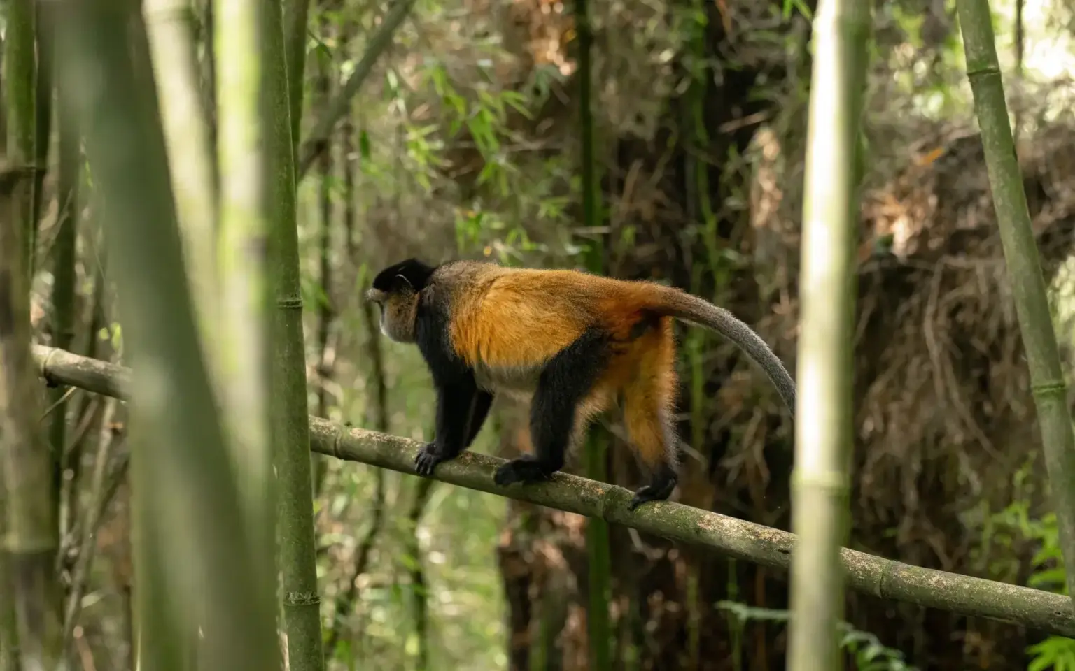 Gishwati-Mukura National Park