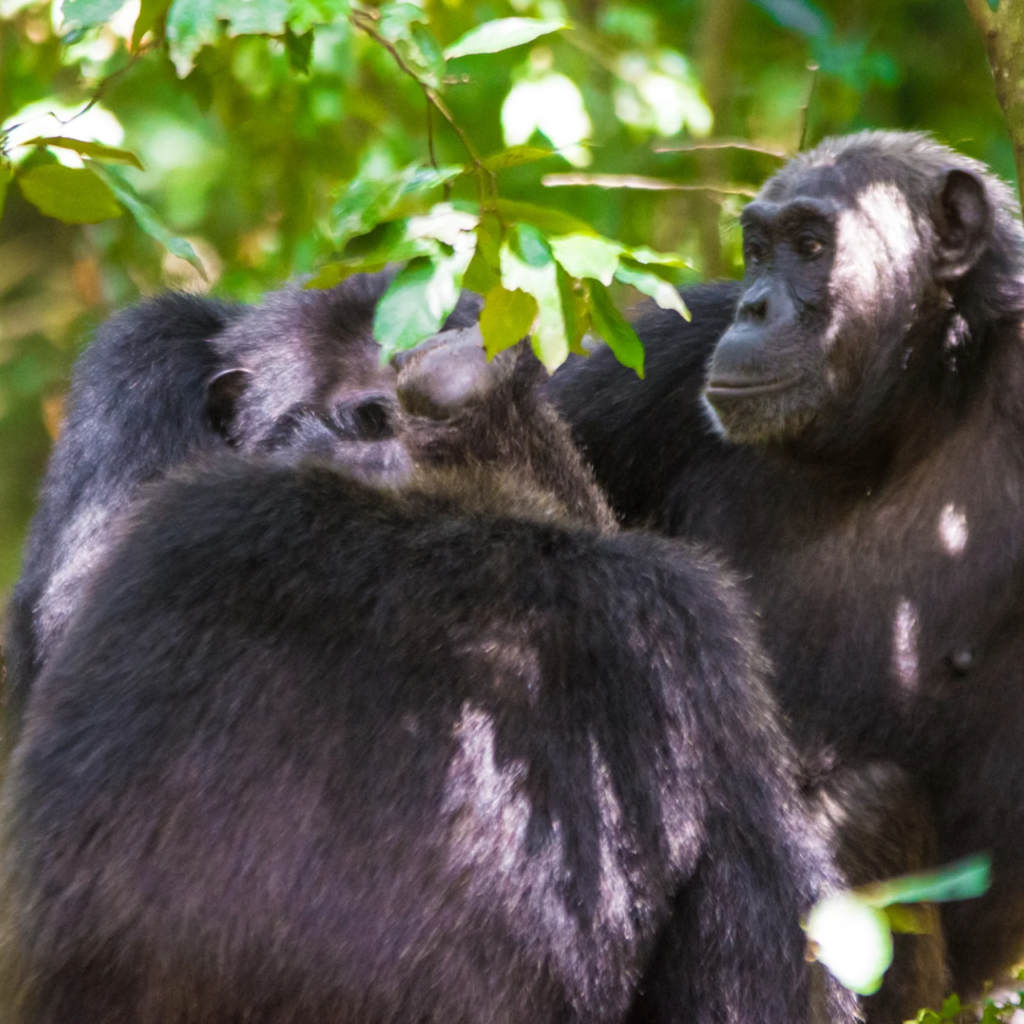 6 Day Luxury Chimps and Gorillas by Air