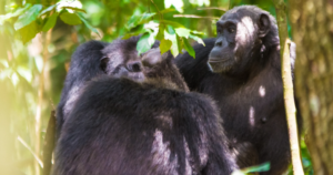 6 Day Luxury Chimps and Gorillas by Air
