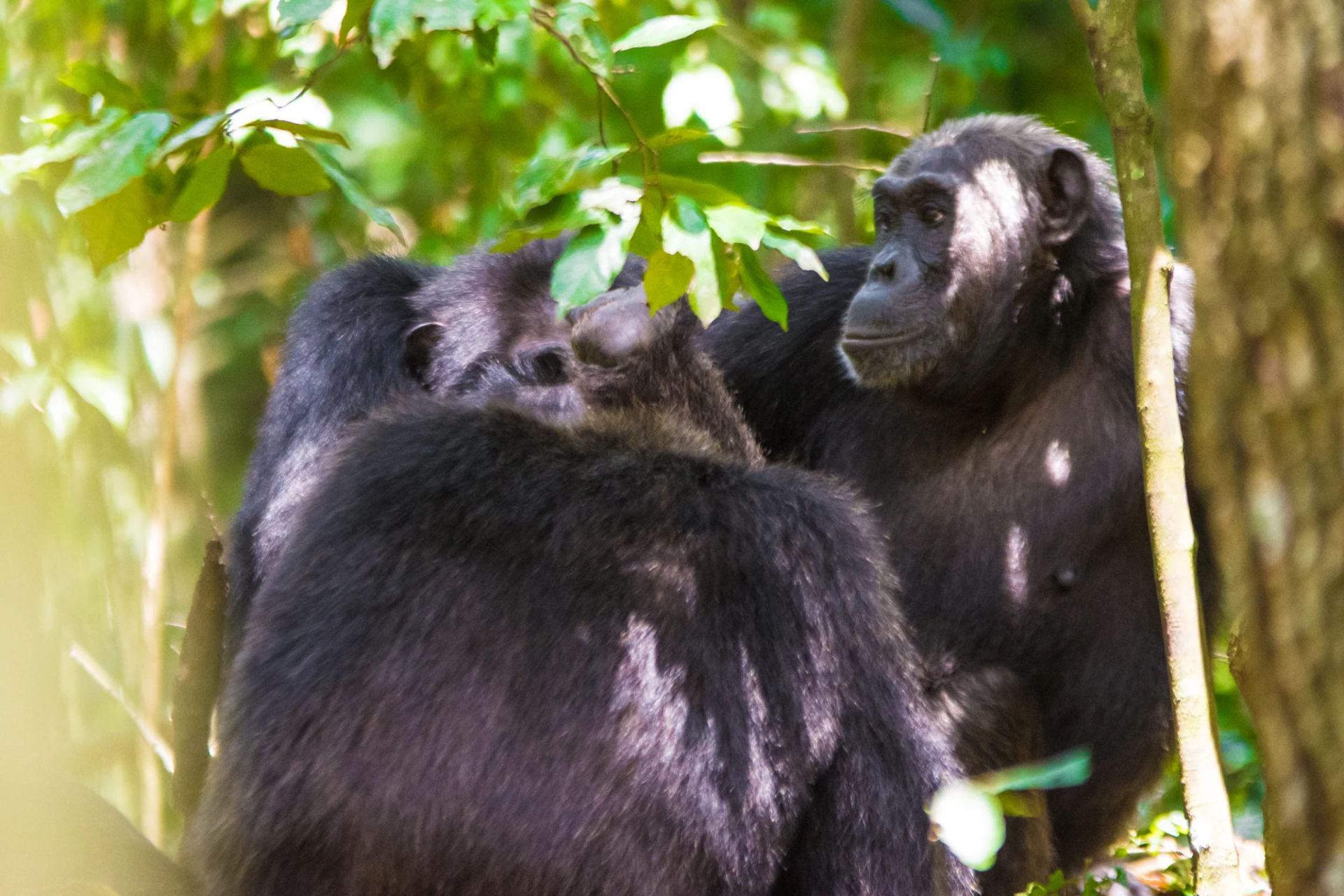 6 Day Luxury Chimps and Gorillas by Air
