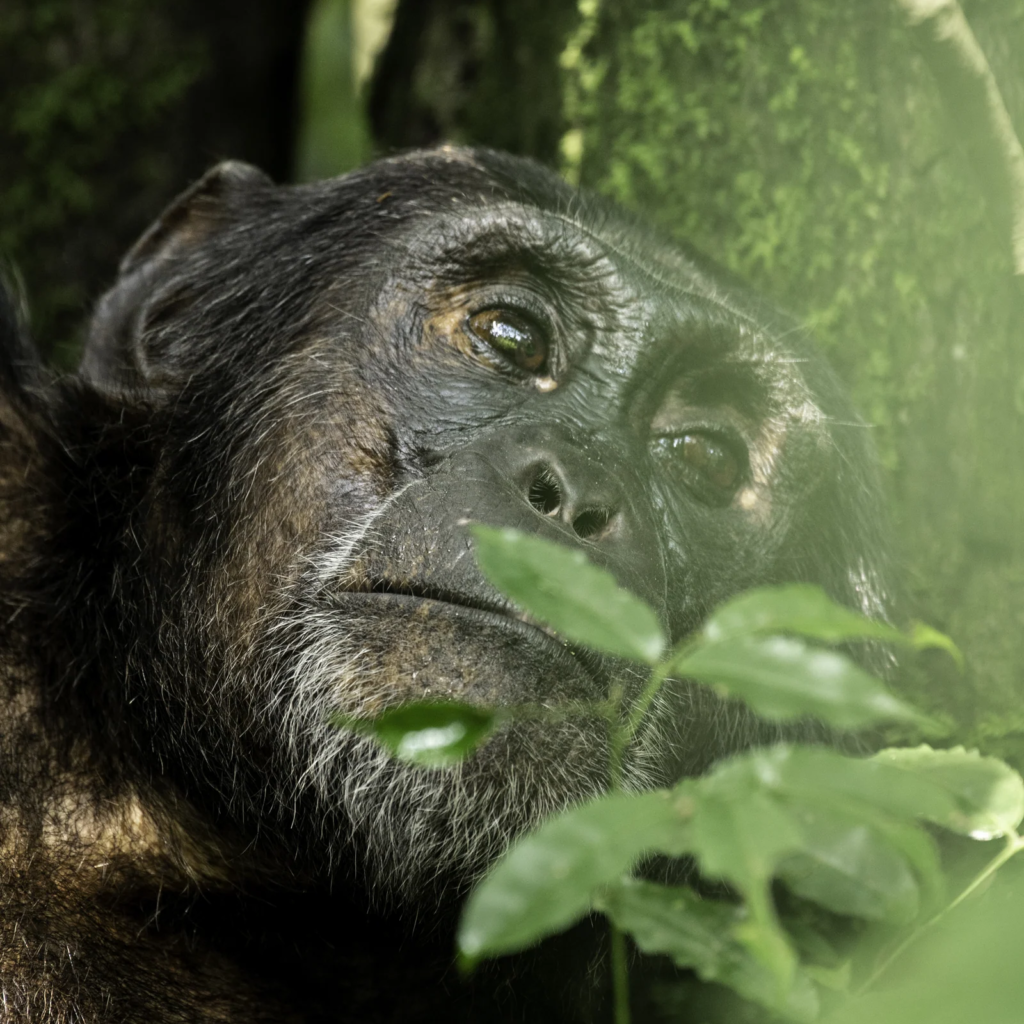 Chimpanzees resting in the forest at Kibale