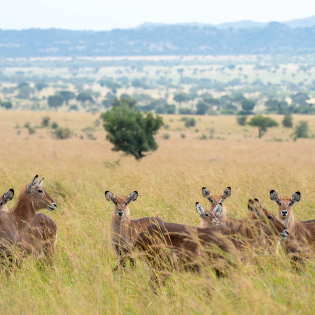 Antelope herd in golden grass in Kidepo Valley