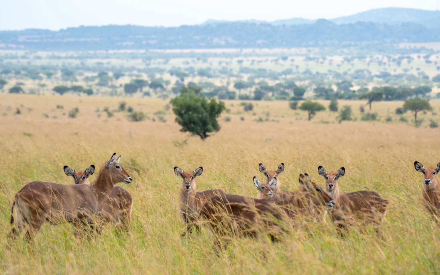 Kidepo Valley National Park