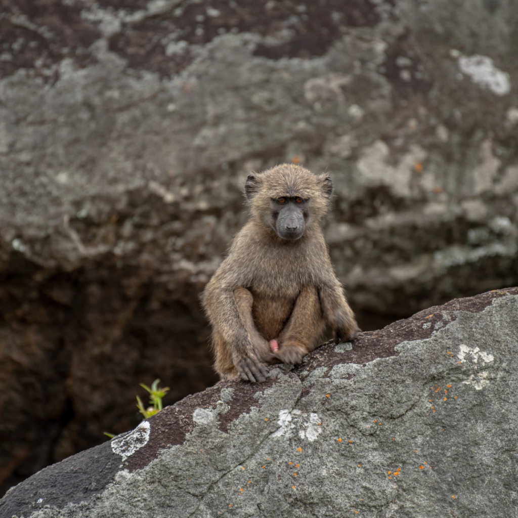 A baboon sitting on a sloping rock beneath an overhang
