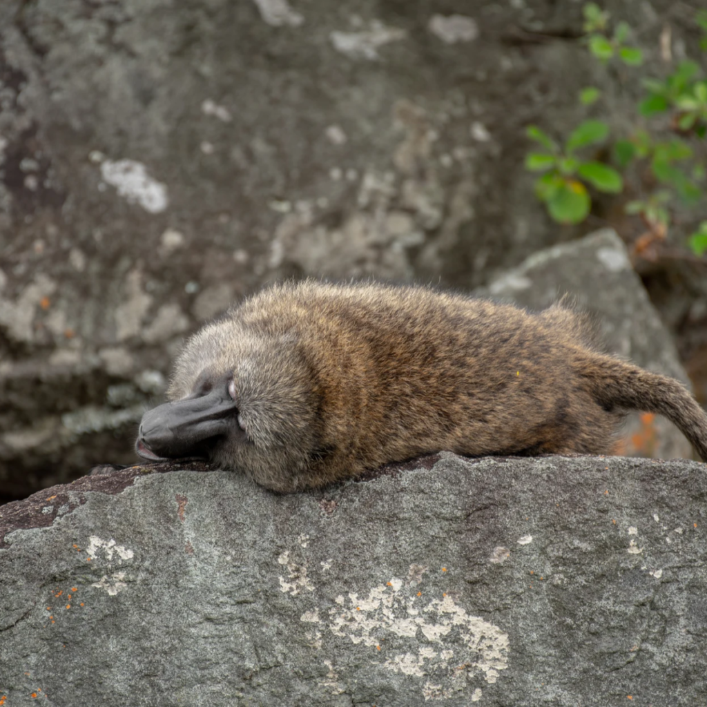 A baboon lying flat and resting on a rock