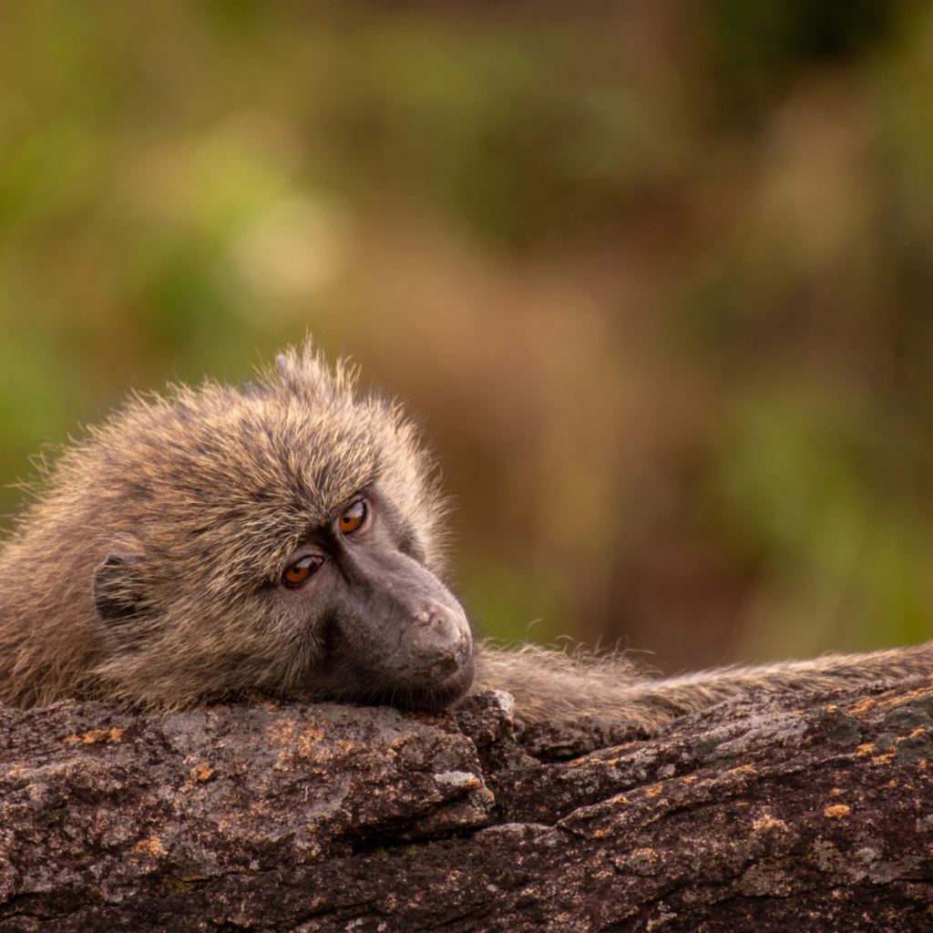 A baboon resting its head on a rock ledge against a blurred background