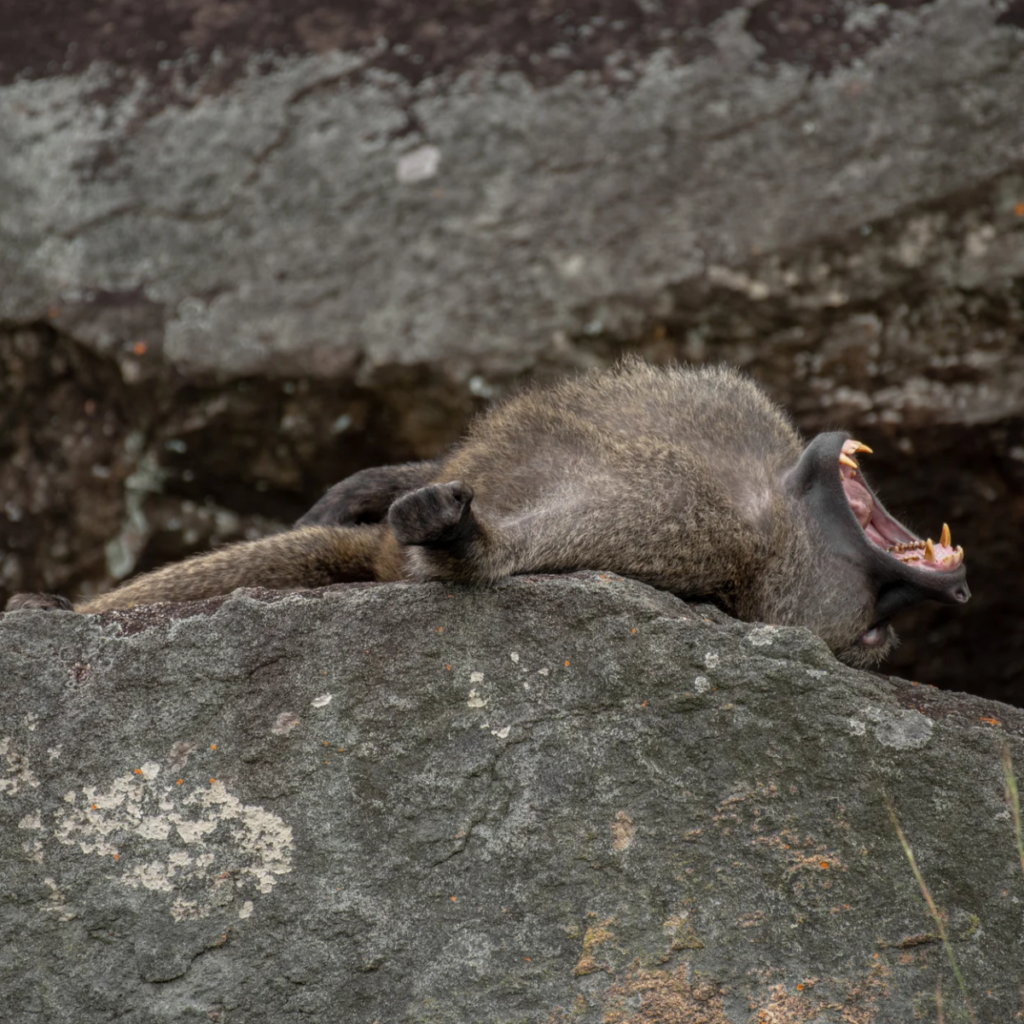 A baboon yawning while lying on a boulder