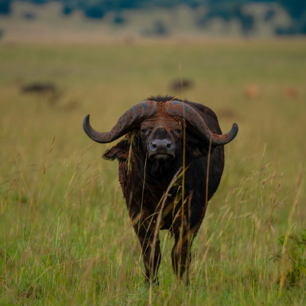 A Cape buffalo facing the camera in open green grassland