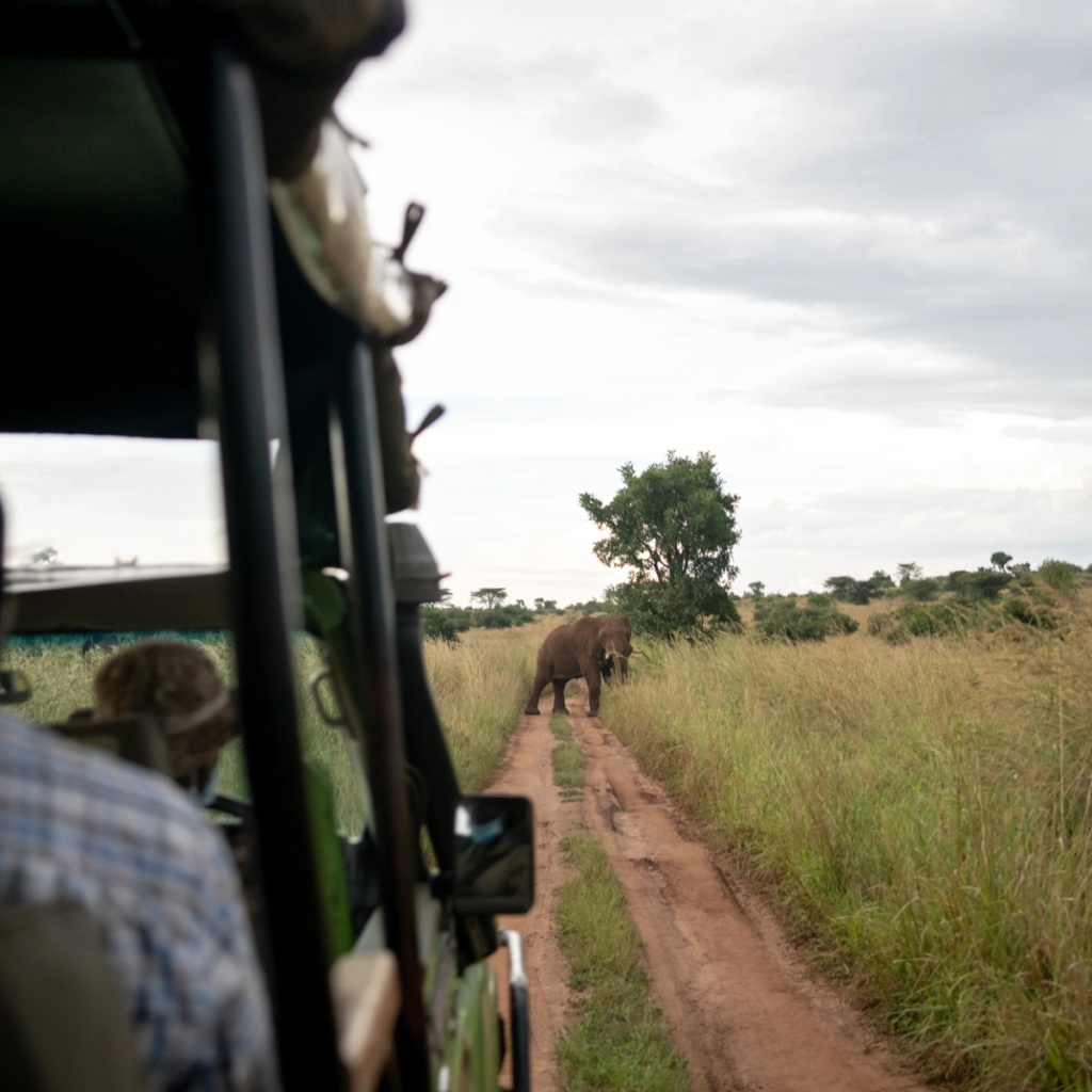 View from inside a safari vehicle toward an elephant on a dirt track