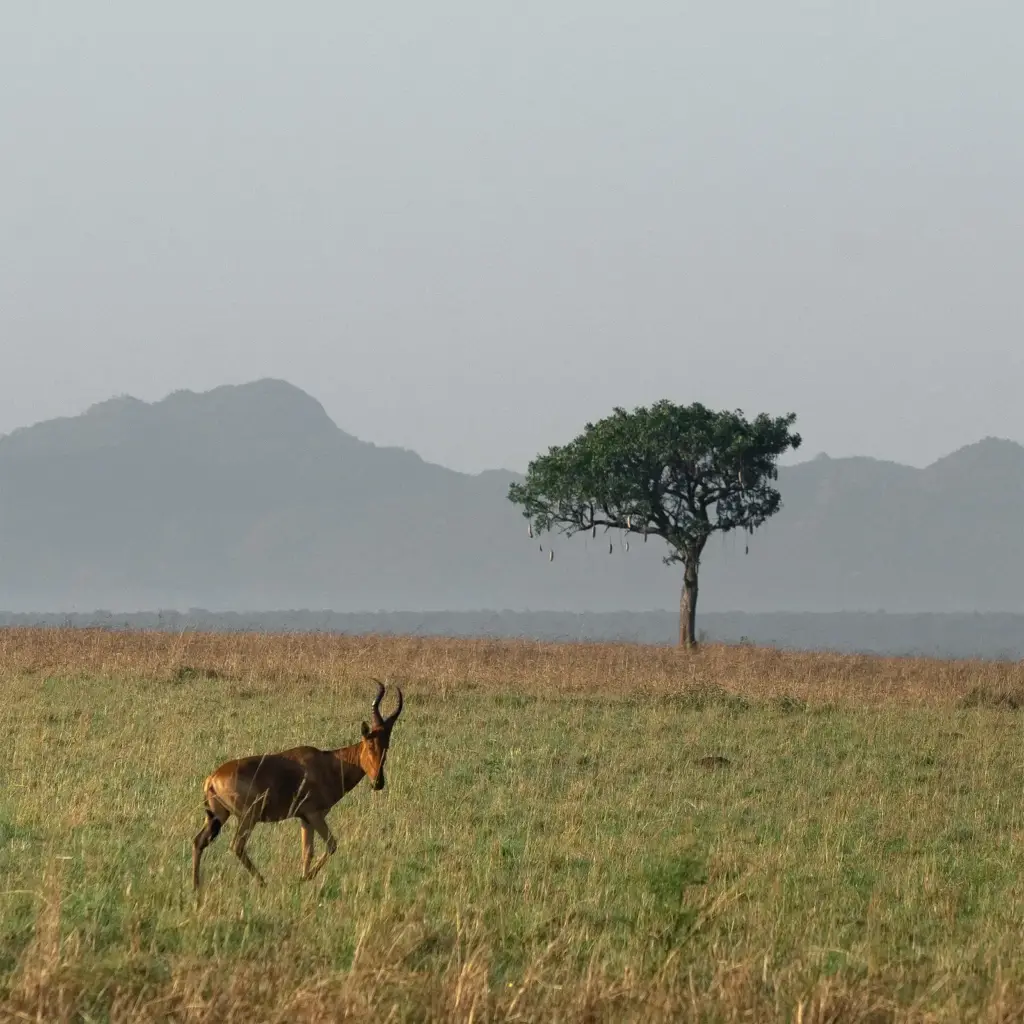 13 Day Kidepo to Gorillas Primates and Wildlife