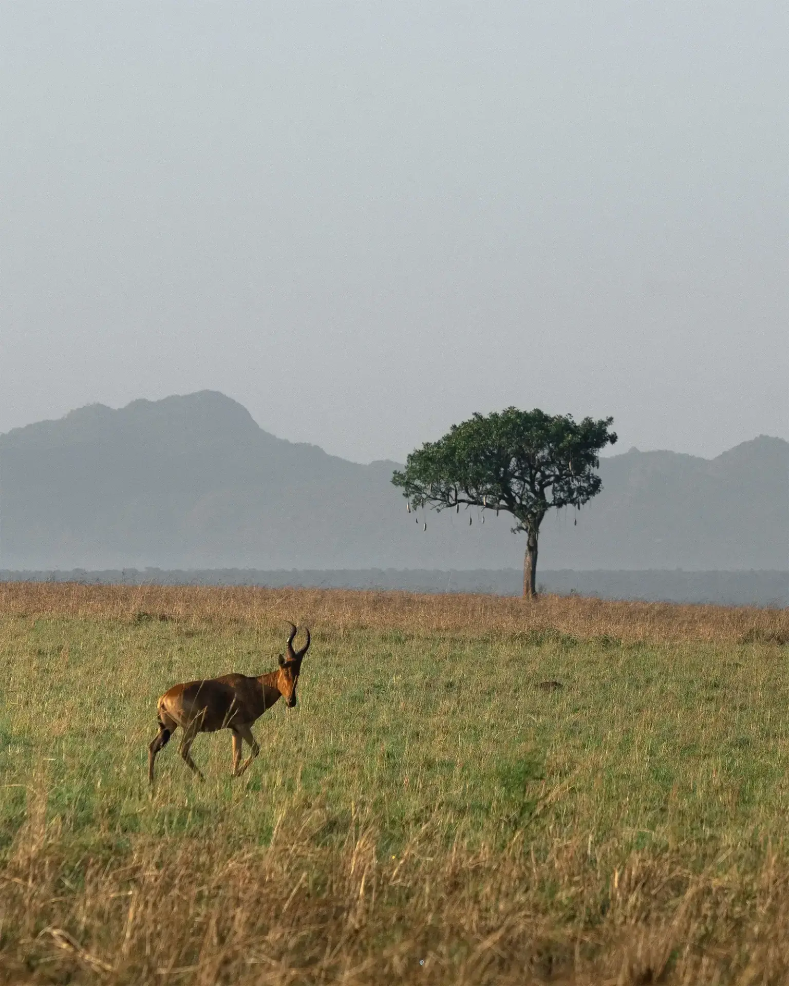 13 Day Kidepo to Gorillas Primates and Wildlife