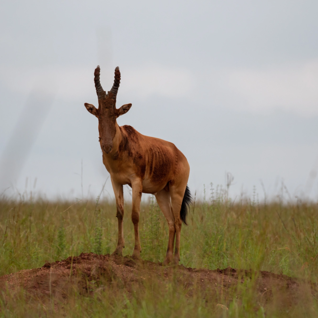 A hartebeest standing on a termite mound in open grassland