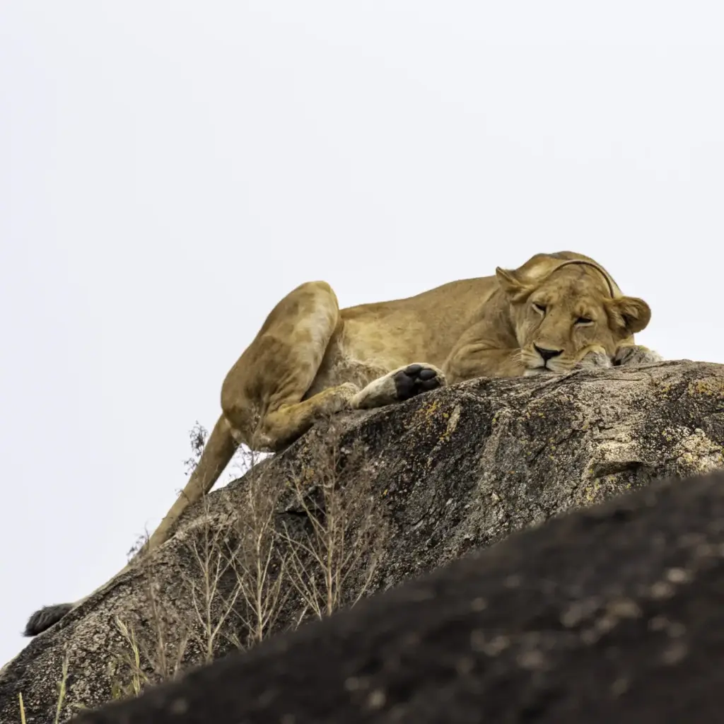 5 Day Kidepo Wildlife Escape via Ziwa