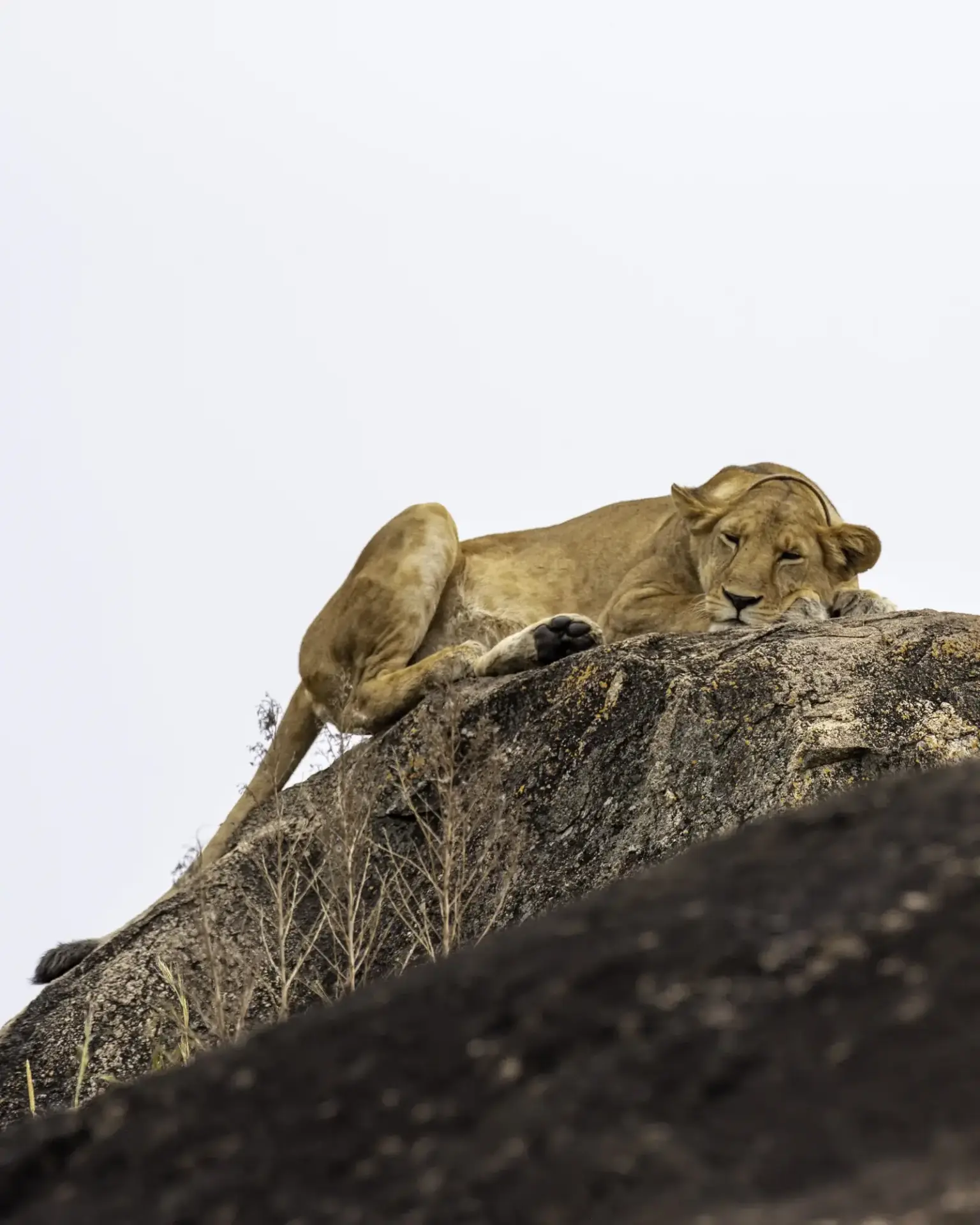 5 Day Kidepo Wildlife Escape via Ziwa