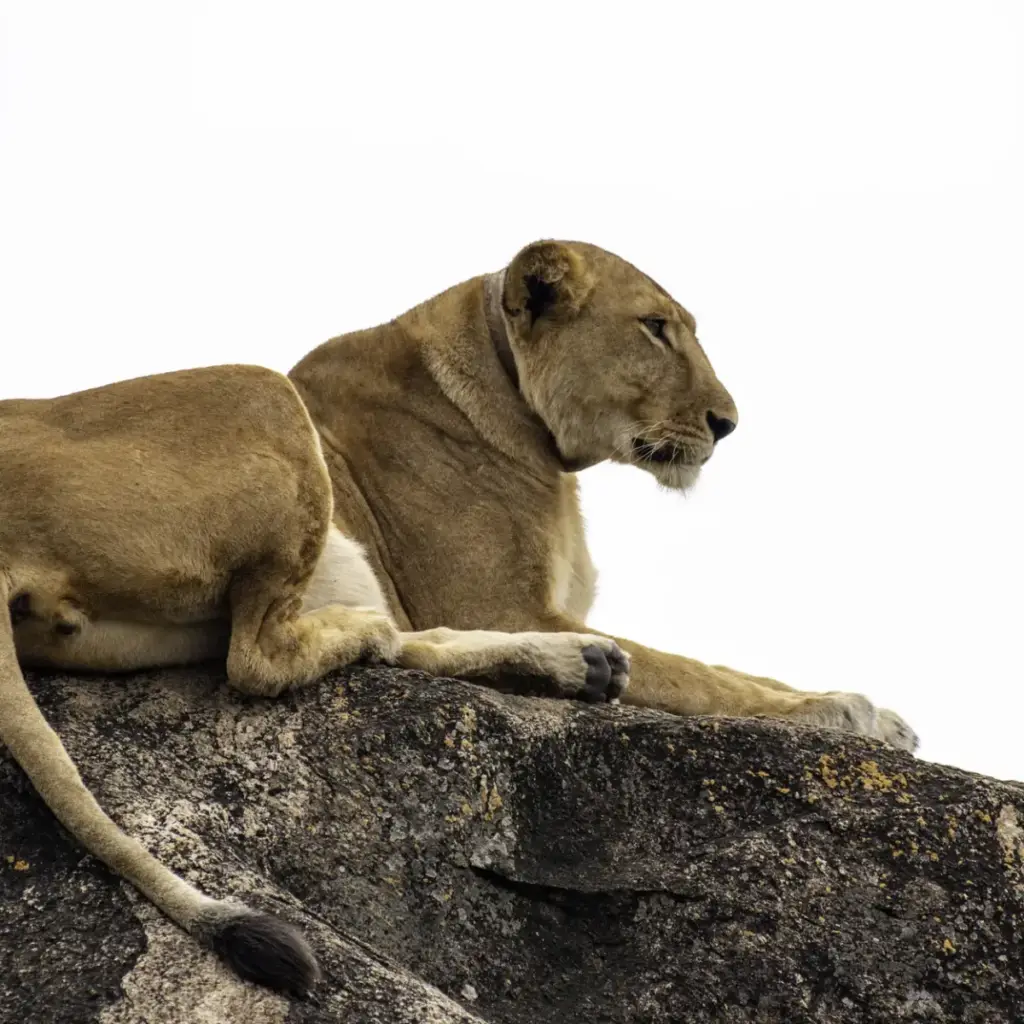 15 Day Uganda Primates, Cultures and Wild Places