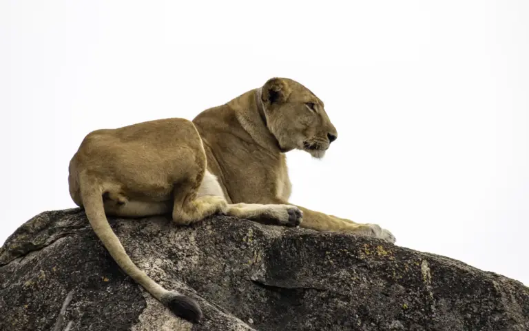 15 Day Uganda Primates, Cultures and Wild Places