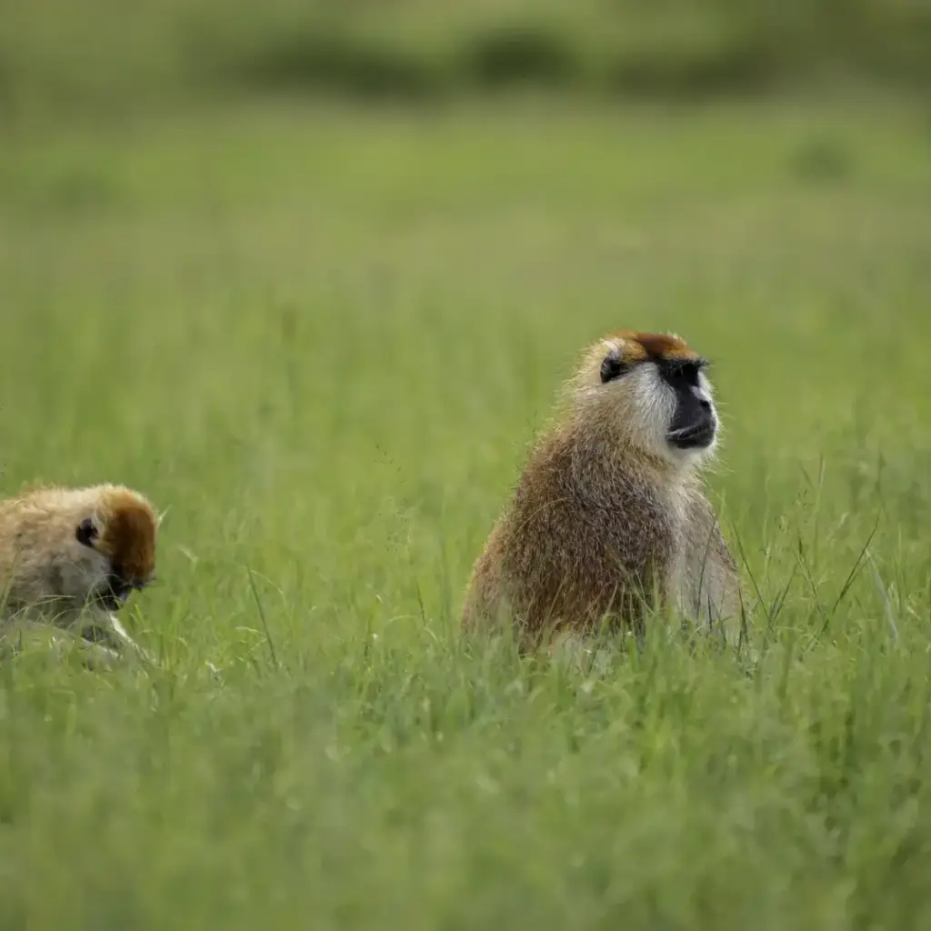 13 Day Uganda Culture, Chimps and Wildlife Safari