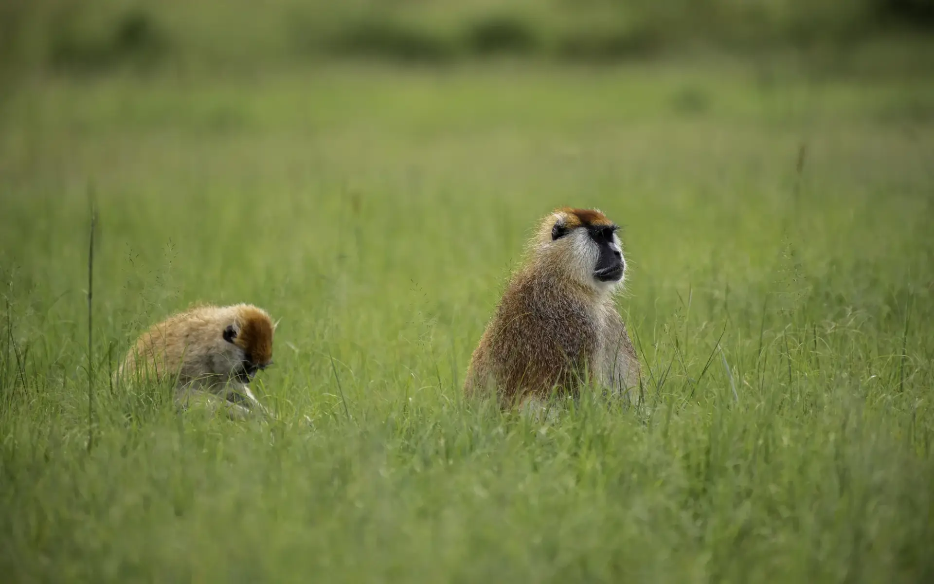 13 Day Uganda Culture, Chimps and Wildlife Safari