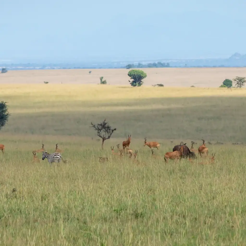 11 Day Nile, Karamoja, Kidepo and Budongo Chimps