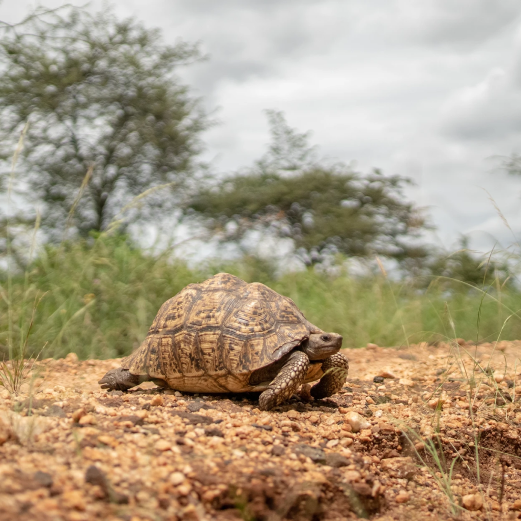 A leopard tortoise on red soil with acacia trees behind