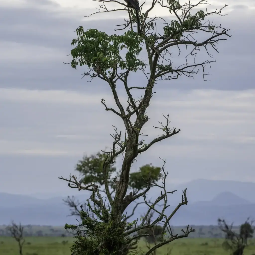 4 Day Kidepo Flying Safari
