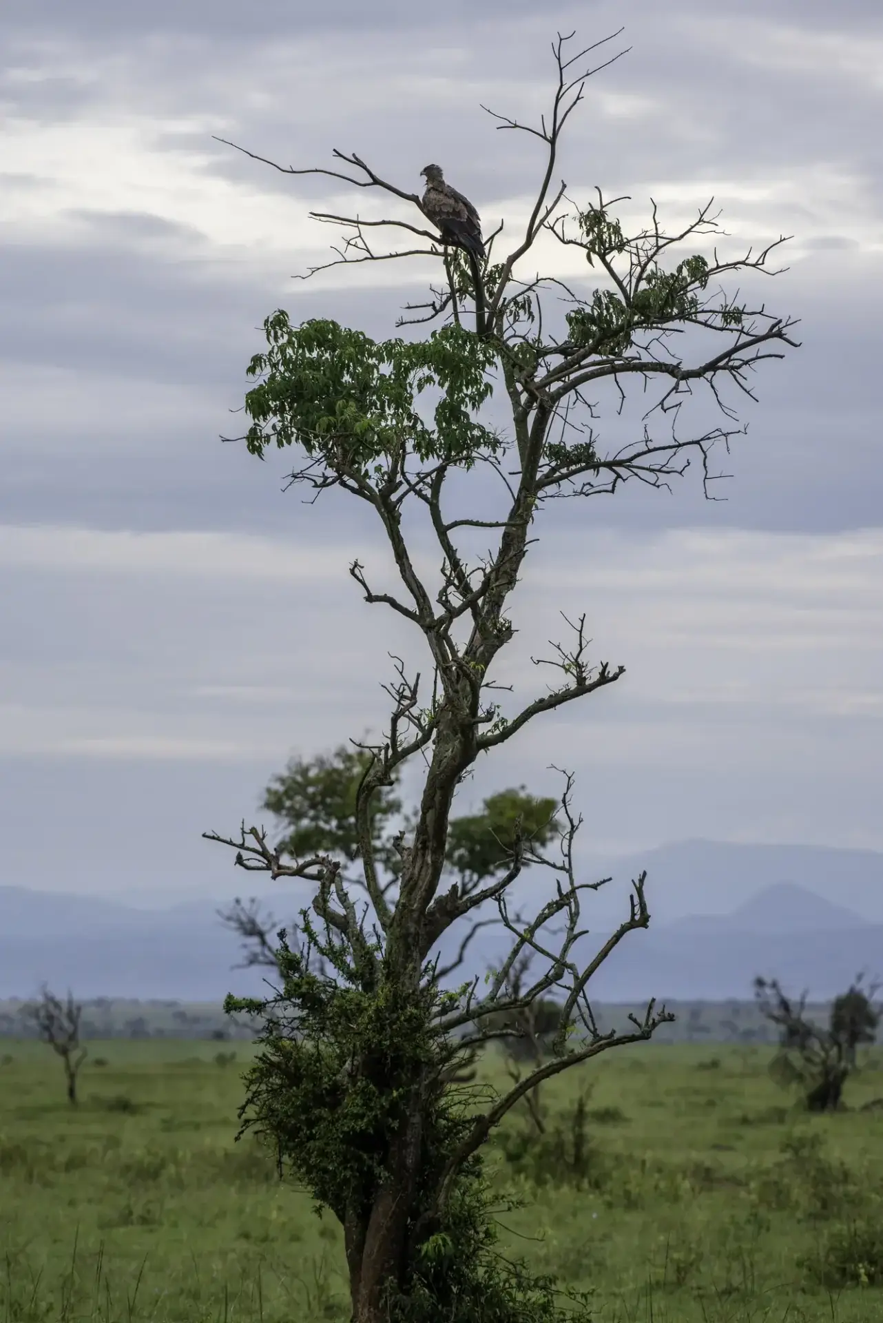 4 Day Kidepo Flying Safari