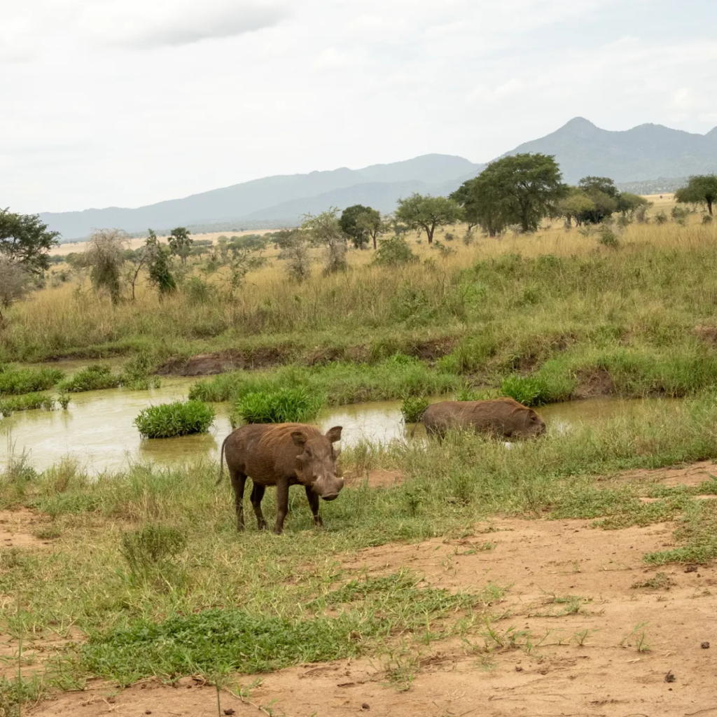 A warthog beside a muddy pool with hills in the distance