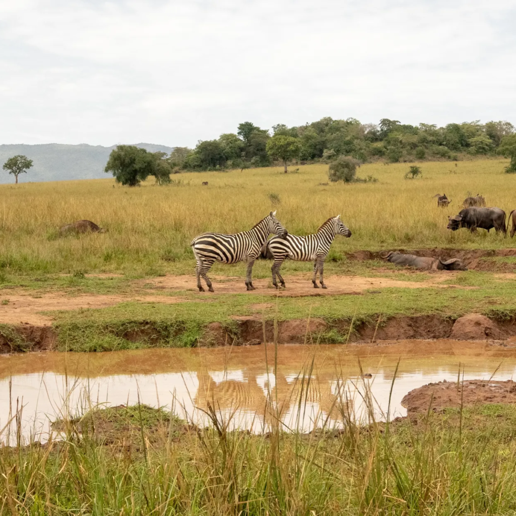 Zebras and buffalo gathered at a waterhole on open savanna