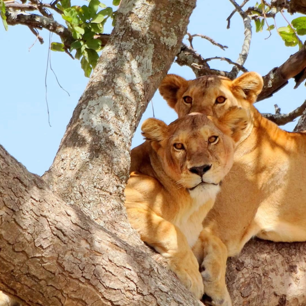 7-Day Tanzania Kilimanjaro, Manyara & Olduvai Safari