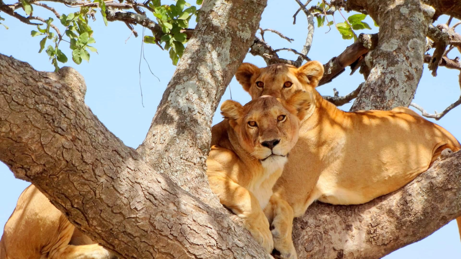 Lake Manyara National Park