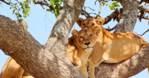 7-Day Tanzania Kilimanjaro, Manyara & Olduvai Safari