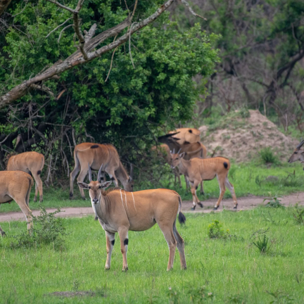 Eland on a green clearing in Lake Mburo National Park