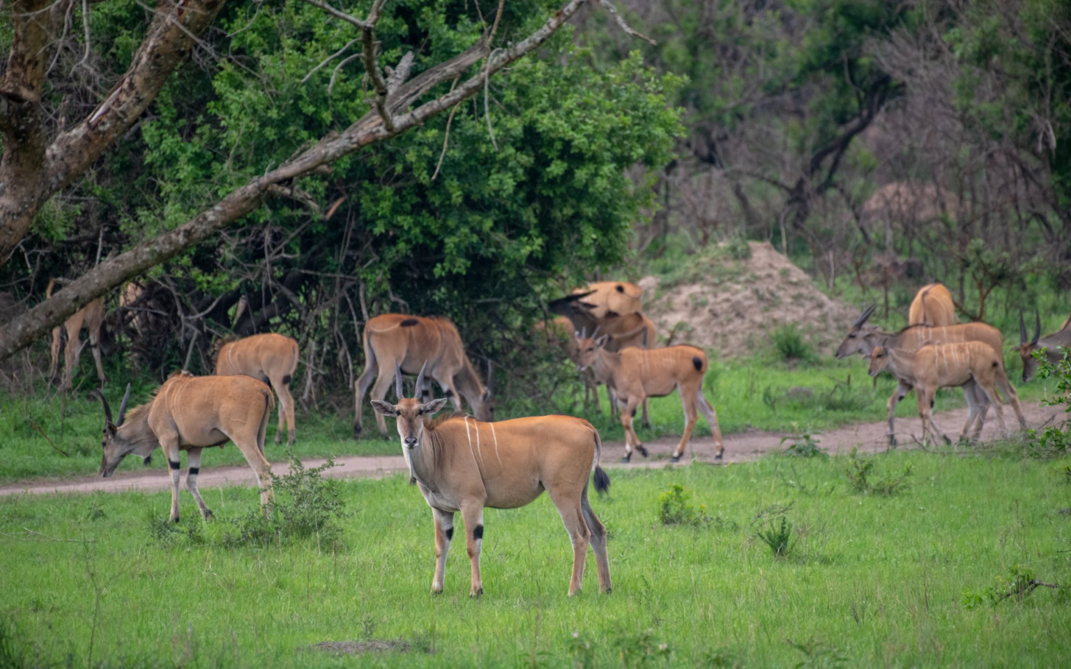 Lake Mburo National Park