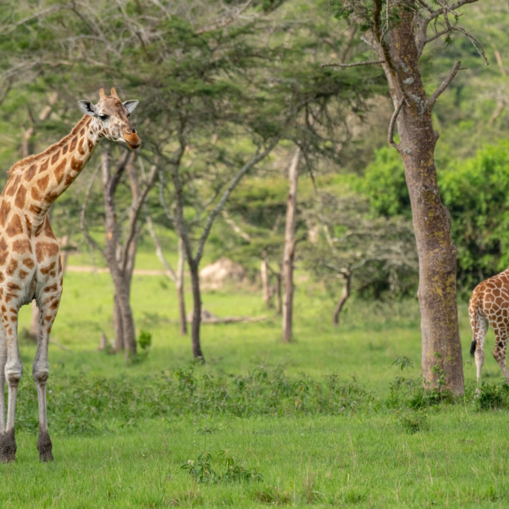 Family Safaris