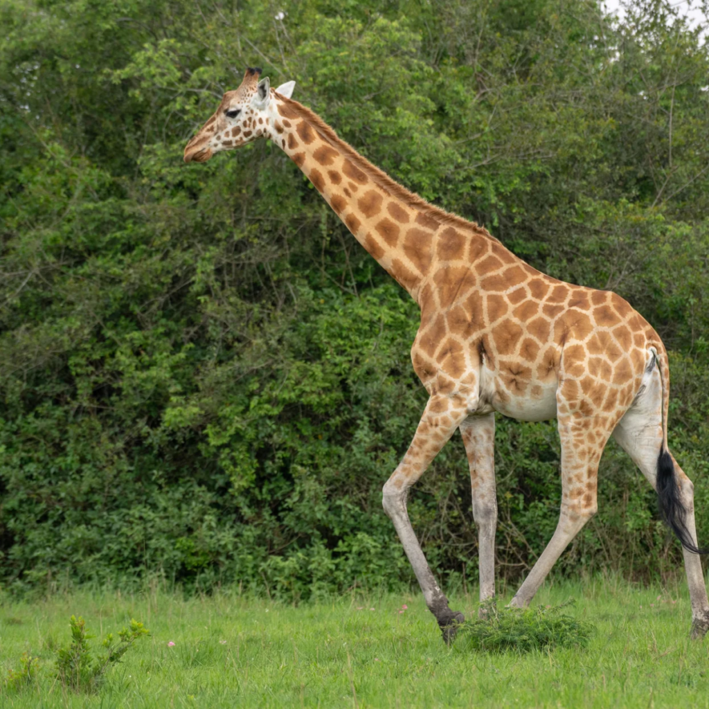 A giraffe's head and neck reaching into green foliage