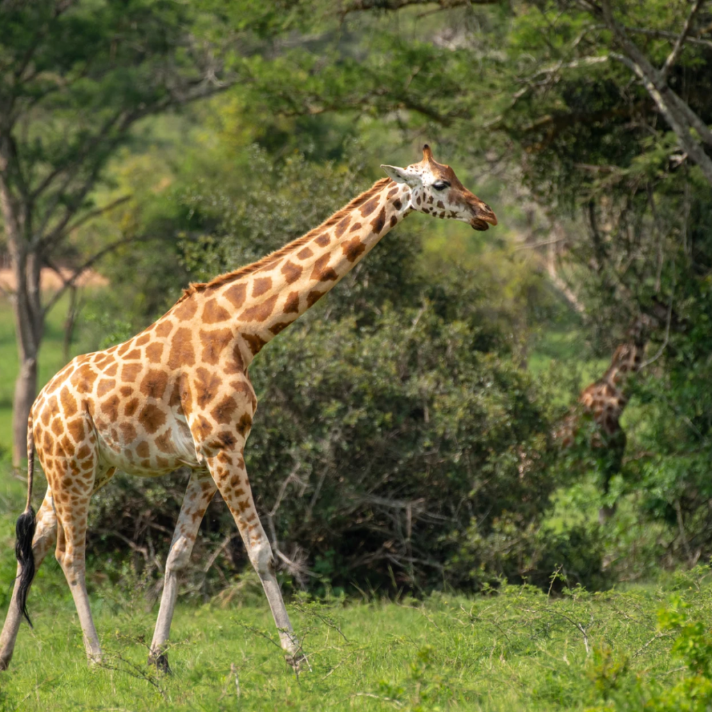 Lake mburo giraffe walking.webp