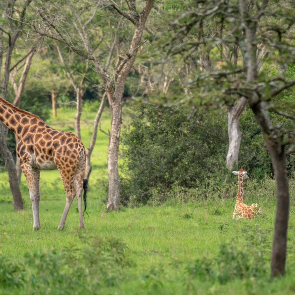Lake mburo giraffe with two resting calves.webp