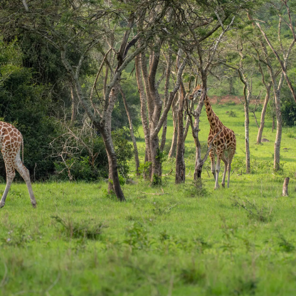 A giraffe stepping past an acacia trunk in sunlit woodland