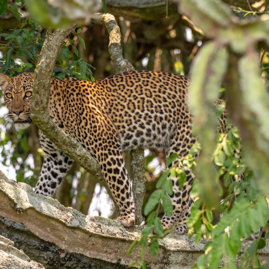 Leopard on fallen trunk in foliage.webp