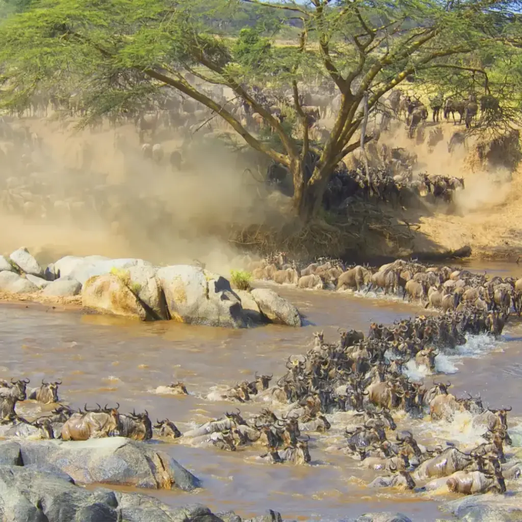 12 Day East African Classics: Kenya and Tanzania