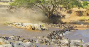Kenya, Tanzania and Uganda Gorilla Safari: Routes and Planning