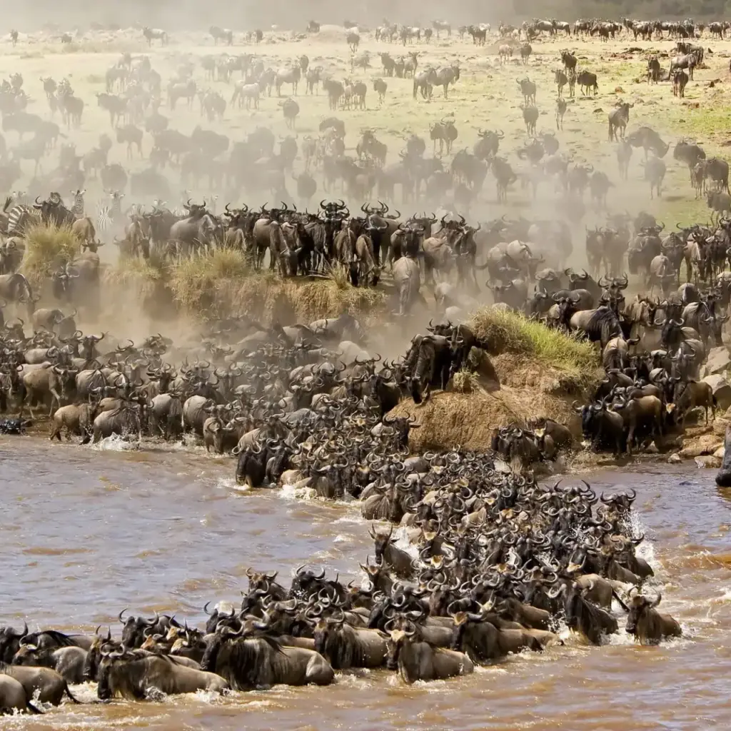 Wildebeest river crossing, the Masai Mara