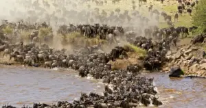 Best Time to Visit Kenya: Month by Month for Safari
