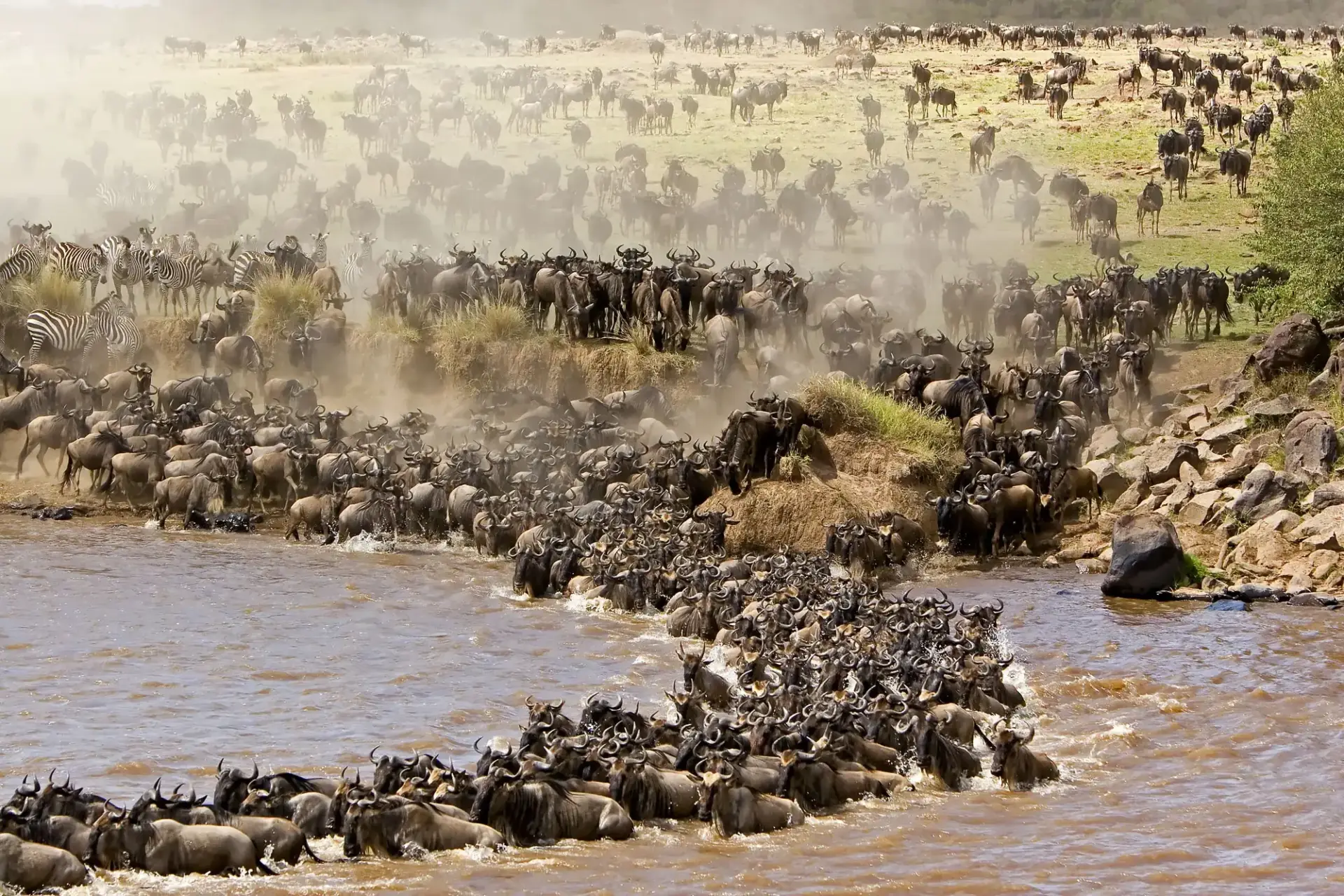 17 Day Big Cats to Gorillas: Kenya, Tanzania and Uganda