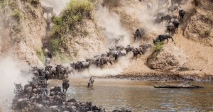 5-Day Kenya Maasai Mara Migration Safari
